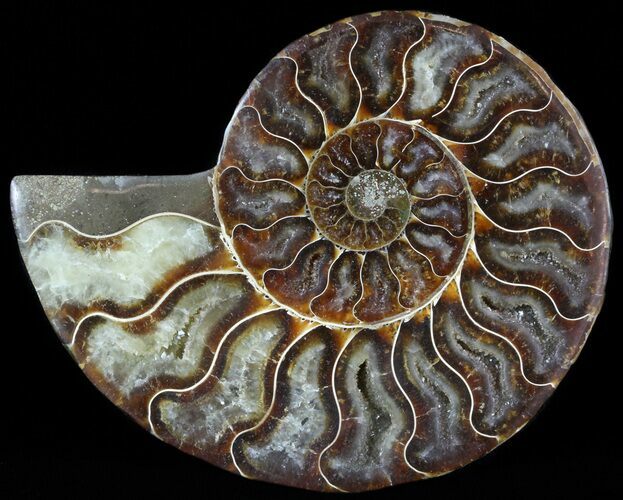 Agatized Ammonite Fossil (Half) #46532